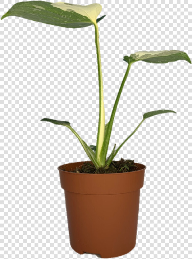 Houseplant  HD Png DownloadTransparent PNG