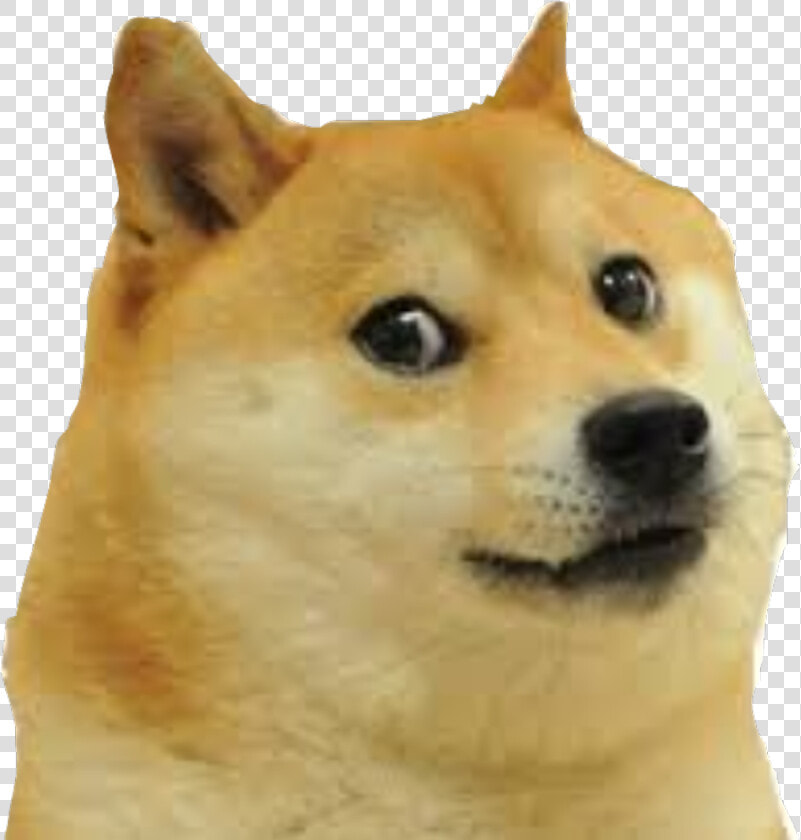 Mlg Doge Png   Doge Transparent Background  Png DownloadTransparent PNG