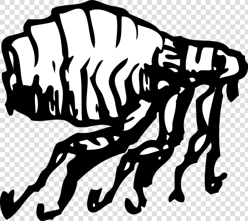 Flea  Bug  Jump  Leap  Pest  Itch  Parasite  Bite   Flea Clip Art  HD Png DownloadTransparent PNG