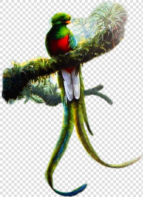 Resplendent Quetzal Art   Png Download  Transparent PngTransparent PNG