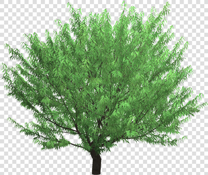 Mexican Pinyon  HD Png DownloadTransparent PNG