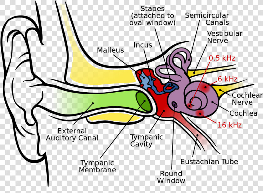 Images audtrans anatomy Of The Human Ear   Graph Of The Ear  HD Png DownloadTransparent PNG