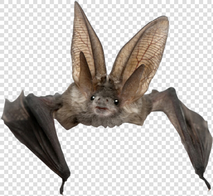 Cute Long Eared Bat  HD Png DownloadTransparent PNG