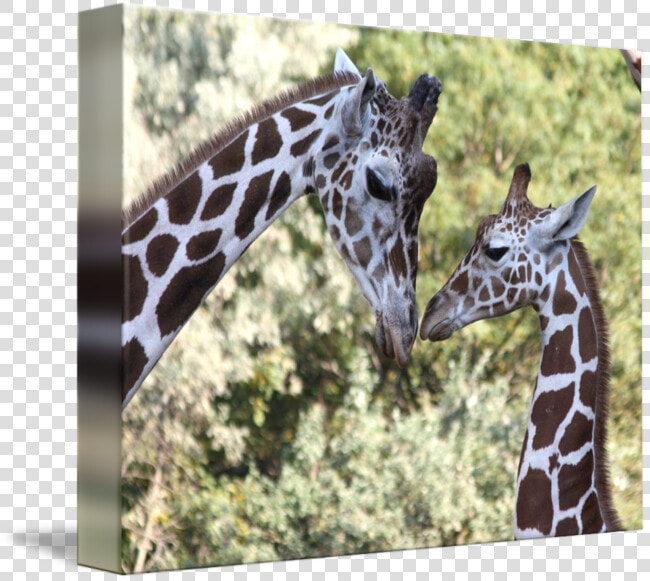 Mom  amp  Baby Giraffe Graphic Png   Mom  amp  Baby Giraffe  Transparent PngTransparent PNG