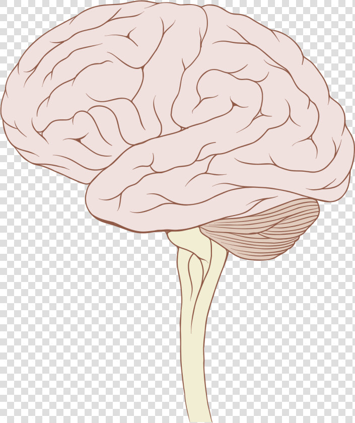 Brain Stem Normal Human   Cartoon Brain With Brain Stem  HD Png DownloadTransparent PNG