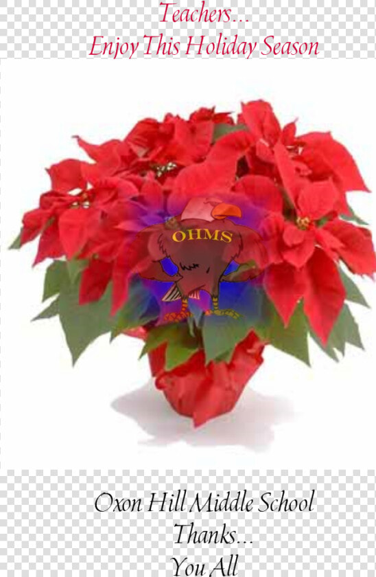 Poinsettia Flower  HD Png DownloadTransparent PNG