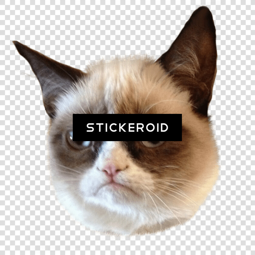 Grumpy Cat Head   Grumpy Cat God Meme  HD Png DownloadTransparent PNG