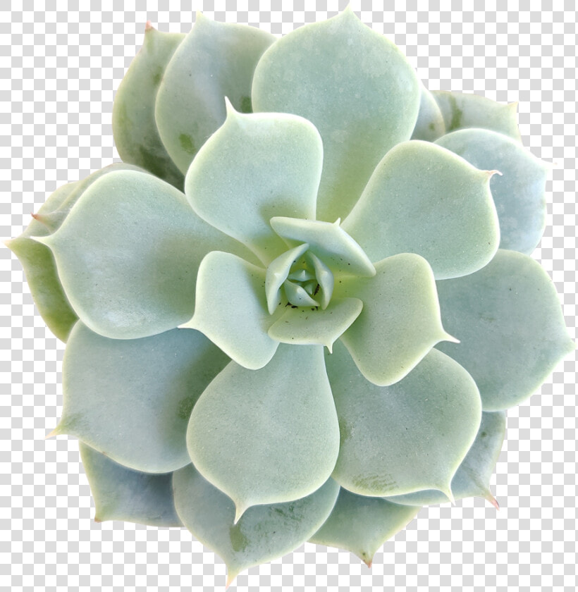 Echeveria Fleur Blanc Succulent Plant  Succulent Care   Succulent Plant  HD Png DownloadTransparent PNG