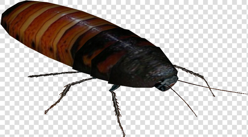 Madagascar Hissing Roaches Png   Png Download   Hissing Cockroach Png  Transparent PngTransparent PNG