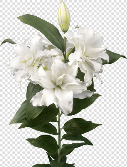 Lilium Roselily Corolla  HD Png DownloadTransparent PNG