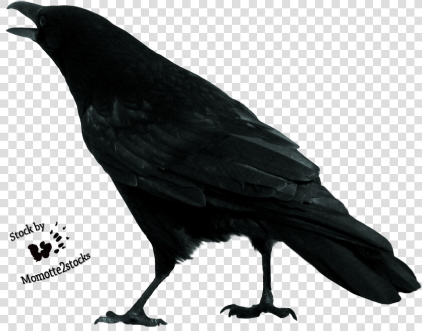 Crow Free Download Png   Crow Cut Out  Transparent PngTransparent PNG