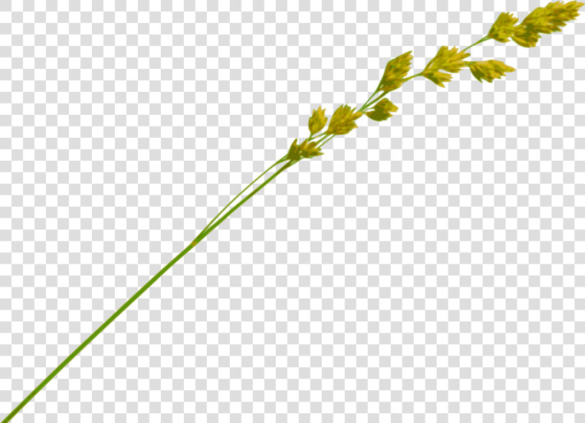 Grass Straw Png   Hay Straw Png  Transparent PngTransparent PNG