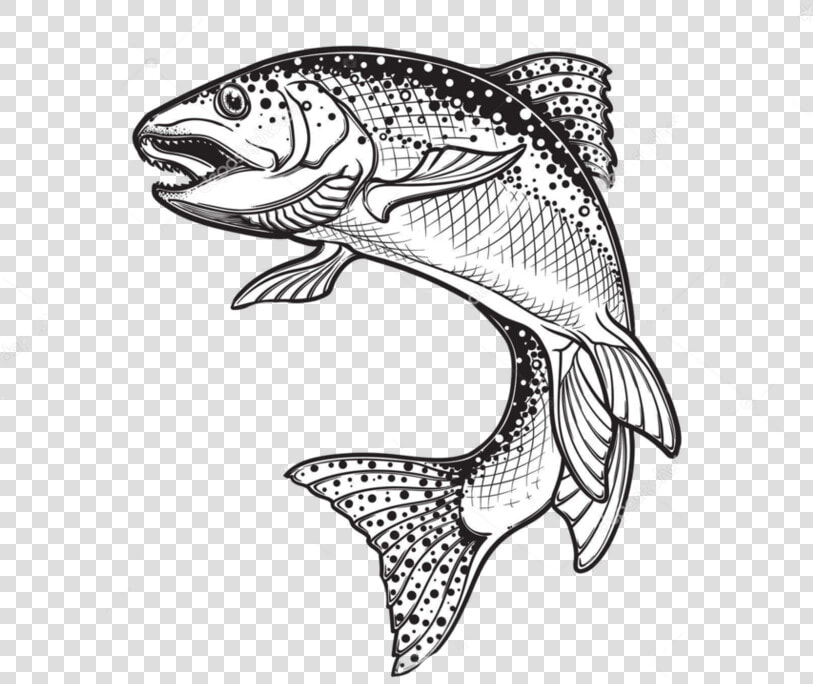 Rainbow Trout Drawing Sketch Vector Graphics Illustration   Rainbow Trout Trout Silhouette  HD Png DownloadTransparent PNG