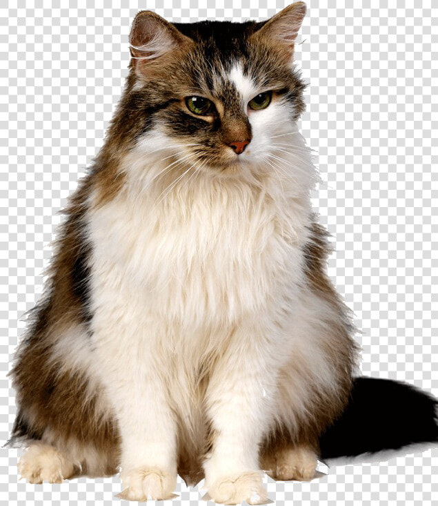 Cute Kittens Png Free Download   C Is For Cat Basic  Transparent PngTransparent PNG