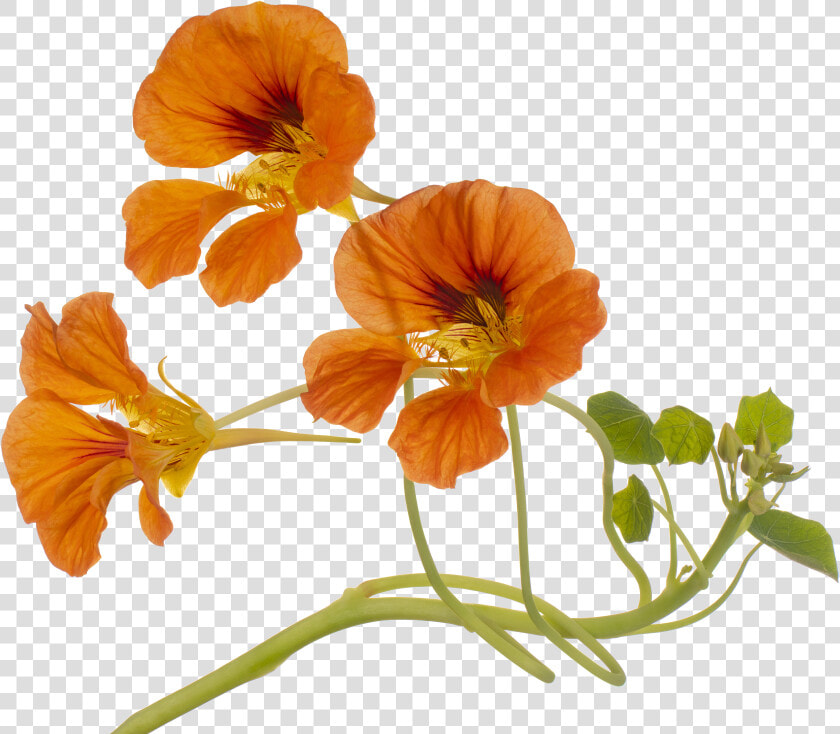 Nasturtium  HD Png DownloadTransparent PNG