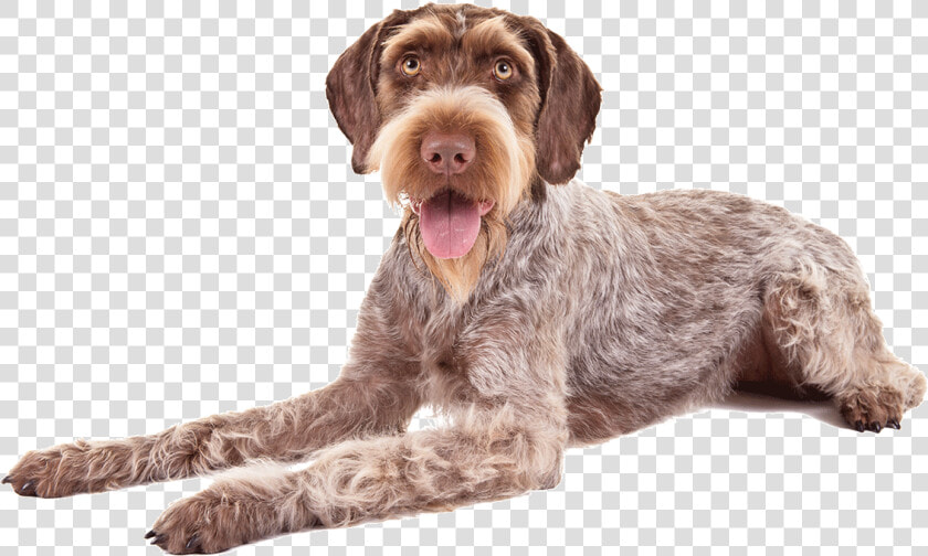 German Wirehaired Pointers   Png Download   German Wirehaired Pointer Png  Transparent PngTransparent PNG