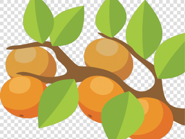 Orange Fruit Clipart Orange Tree   Transparent Orange Tree Clipart  HD Png DownloadTransparent PNG