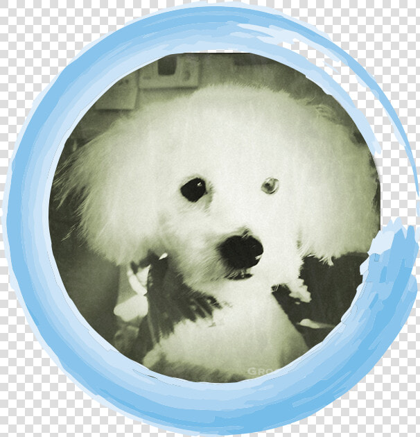 Tinyeinstein circled   Companion Dog  HD Png DownloadTransparent PNG