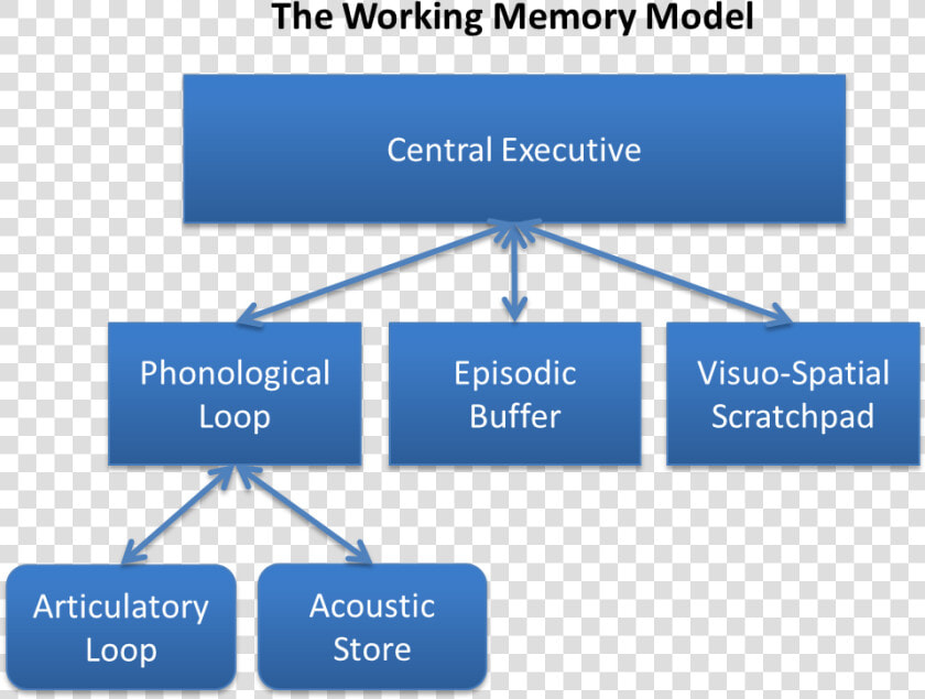 Baddeley And Hitch S Working Memory Model   Baddeley Hitch Model Of Working Memory  HD Png DownloadTransparent PNG