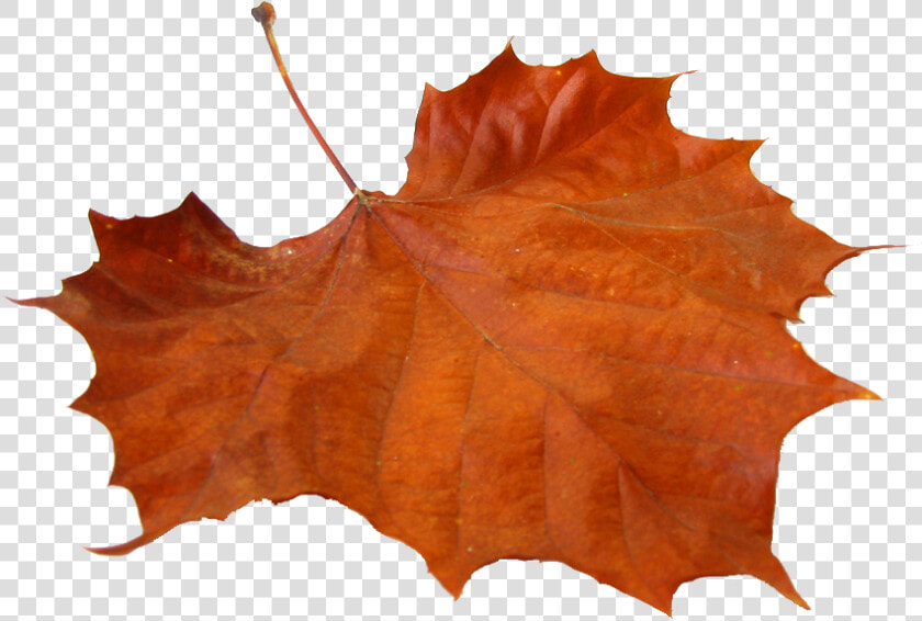 Autumn Png Free Pic   Nimra Ahmed Jannat Ke Pattay  Transparent PngTransparent PNG