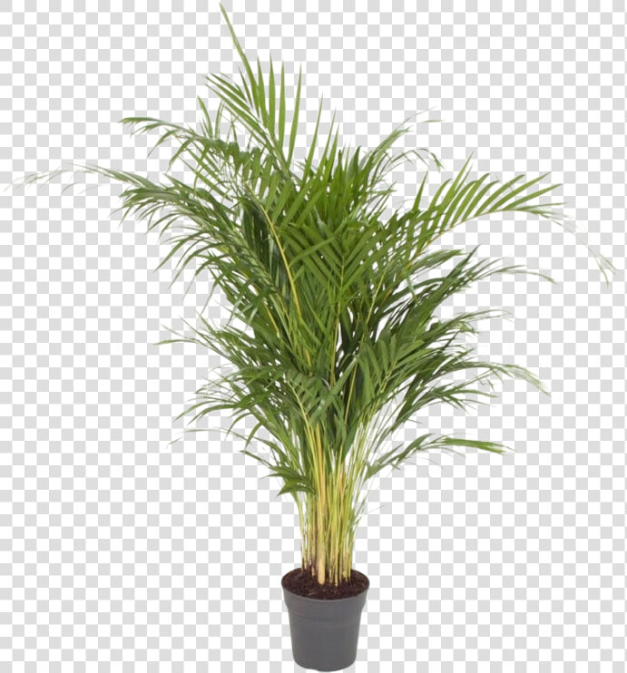 Areca Palm   Dypsis Lutescens   Dypsis Lutescens  HD Png DownloadTransparent PNG