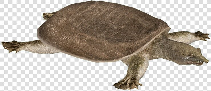 Snapping Turtle Png Transparent Images   Chinese Softshell Turtle Png  Png DownloadTransparent PNG