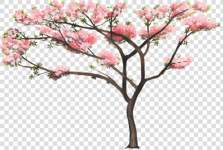 Tabebuia Rosea Png  Transparent PngTransparent PNG