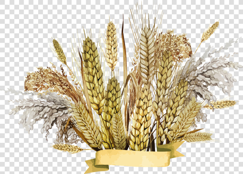 Grown  Cultivation  Wheat Drawing Image  HD Png DownloadTransparent PNG