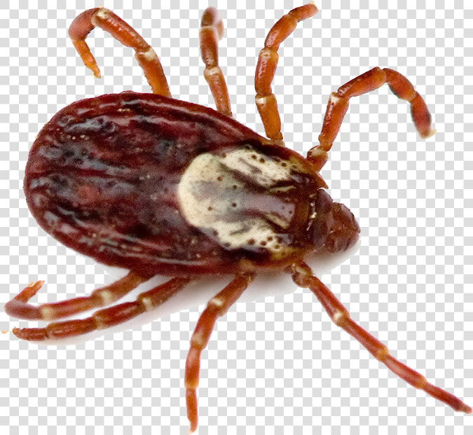 Tick Insect Png   South Carolina Ticks  Transparent PngTransparent PNG