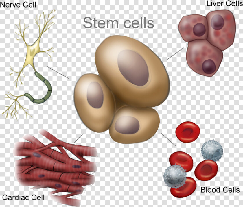 Adult Stem Cells   Animal Stem Cells  HD Png DownloadTransparent PNG