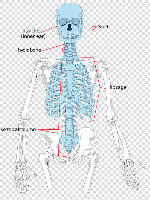 Skeleton  Bones  Human  Science  Diagram  System   Axial Skeleton X Ray  HD Png DownloadTransparent PNG