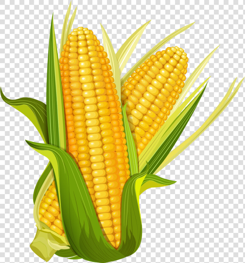 Maize Ear Corncob Popcorn   Cartoon Corn Png  Transparent PngTransparent PNG