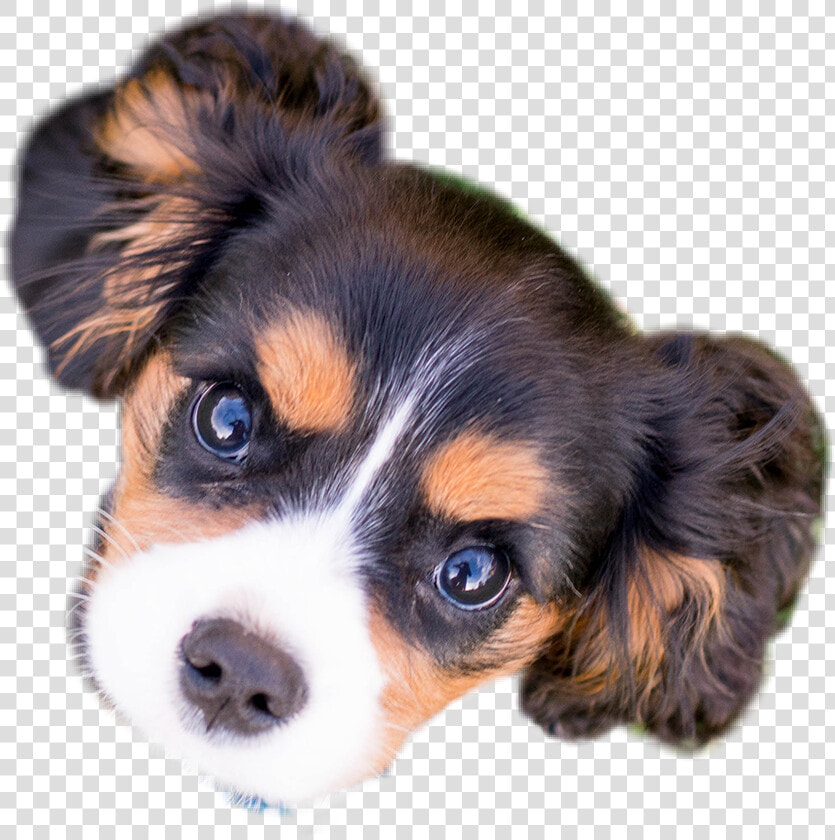   puppy  face  dog   Companion Dog  HD Png DownloadTransparent PNG