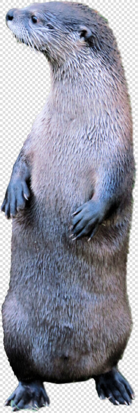 North American River Otter  HD Png DownloadTransparent PNG