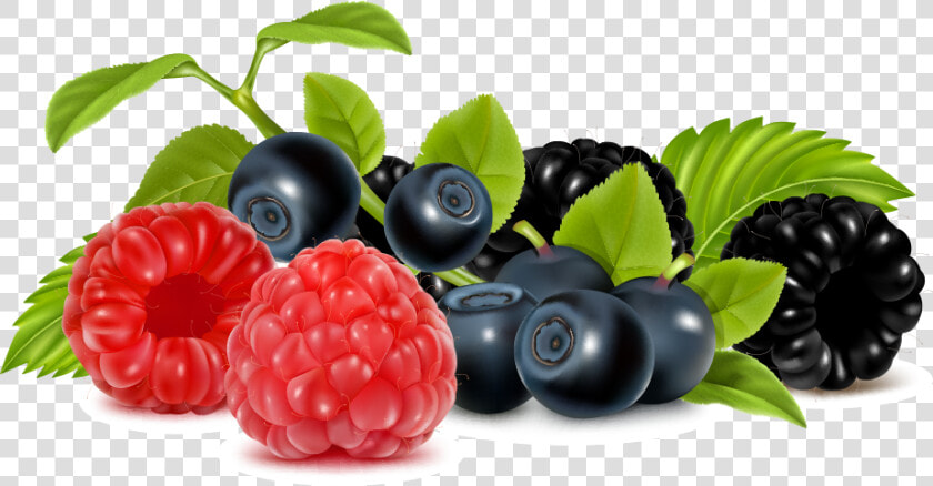 Vector Fruits Berries   Berries Clipart  HD Png DownloadTransparent PNG