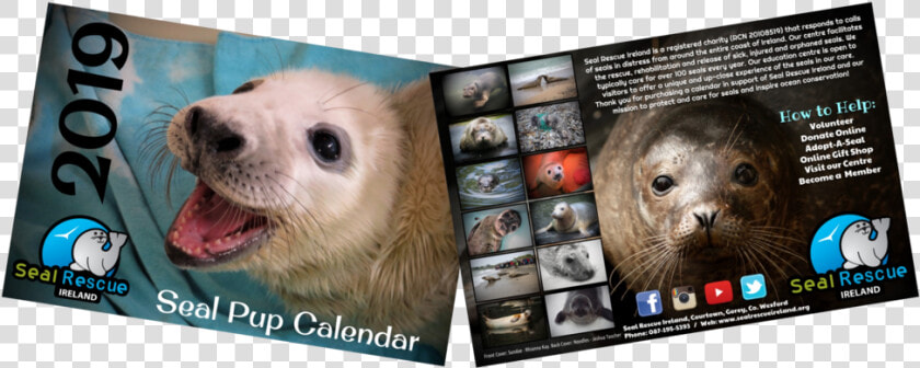 Now Half Price Our 2019 Calendar Is Now Only €5  HD Png DownloadTransparent PNG