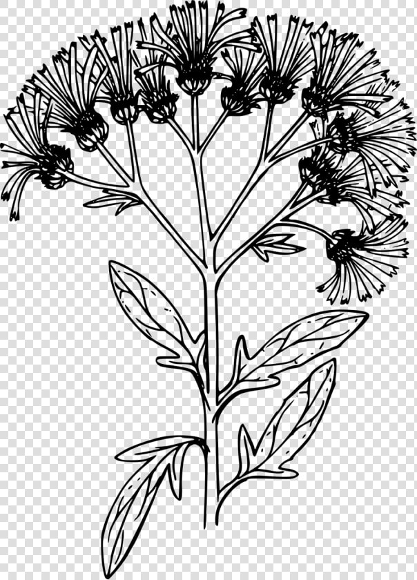 Chrysanths  HD Png DownloadTransparent PNG