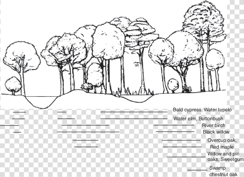 Lowland Vegetation Distributions Associated With Varying   Sketch  HD Png DownloadTransparent PNG