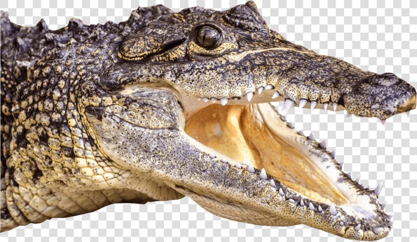 Crocodile saltwater Crocodile american   Alligator Png  Transparent PngTransparent PNG