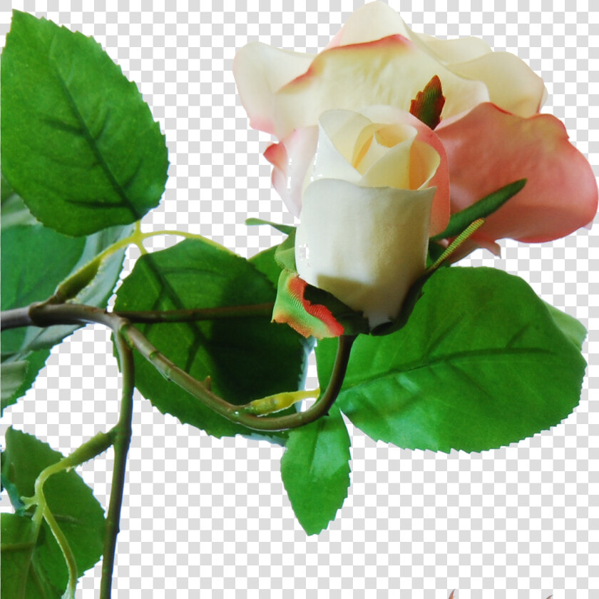 Flowerdutchess Roses Branch Powder Pink Large Roses   Garden Roses  HD Png DownloadTransparent PNG