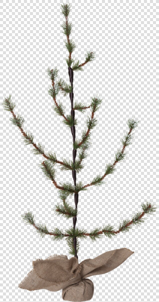 Decorative Tree Larix   Larch  HD Png DownloadTransparent PNG