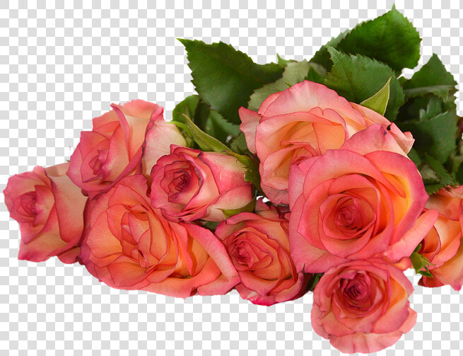 Rose  Flowers  Nature  Transparent Background   Rose Flowers Transparent Background  HD Png DownloadTransparent PNG