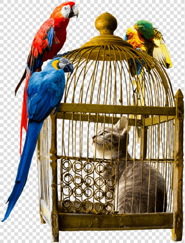 Trapped In A Bird Cage  HD Png DownloadTransparent PNG