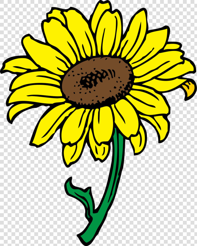 Sunflower   Sunflower Flower Clip Art  HD Png DownloadTransparent PNG