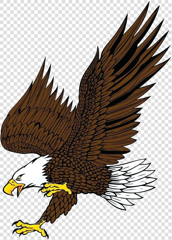 Eagle Clipart Bald Attack By Animals Characters Images   Eagle Drawing With Color  HD Png DownloadTransparent PNG