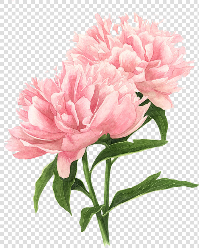 Pink Peony Watercolor Flowers Painting Drawing Clipart   Flower Drawing Watercolor Png  Transparent PngTransparent PNG