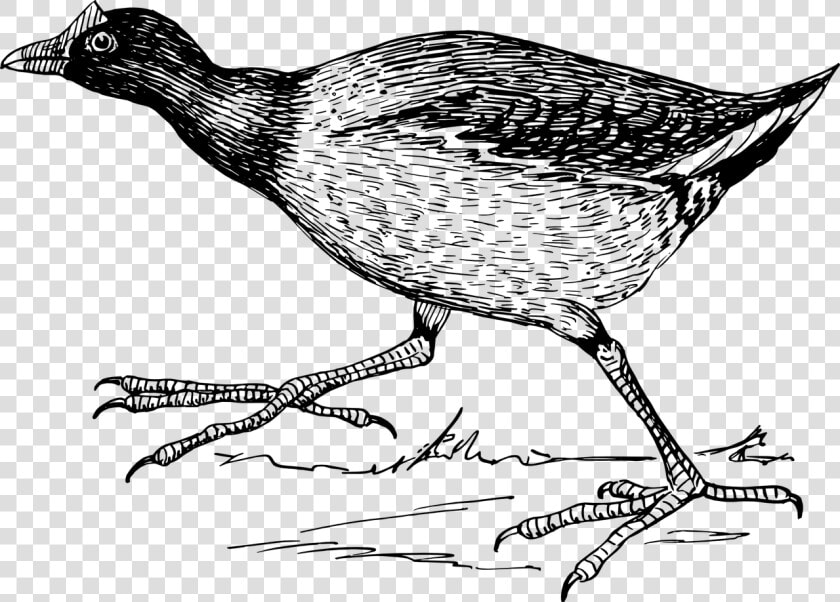 Coot Bird Clipart  HD Png DownloadTransparent PNG