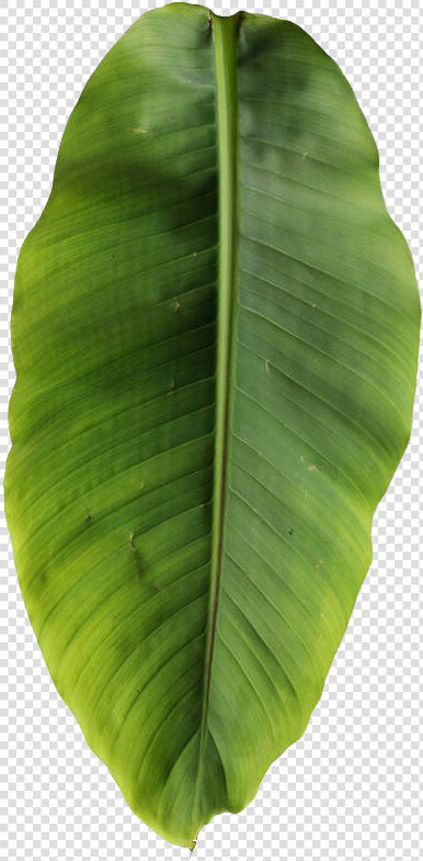 Basjoo Musa Leaf Banana Leaves Free Transparent Image   Banana Tree Leaf Png  Png DownloadTransparent PNG