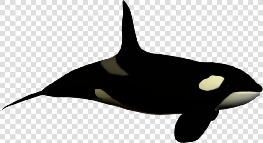 Seaworld Png  Transparent PngTransparent PNG