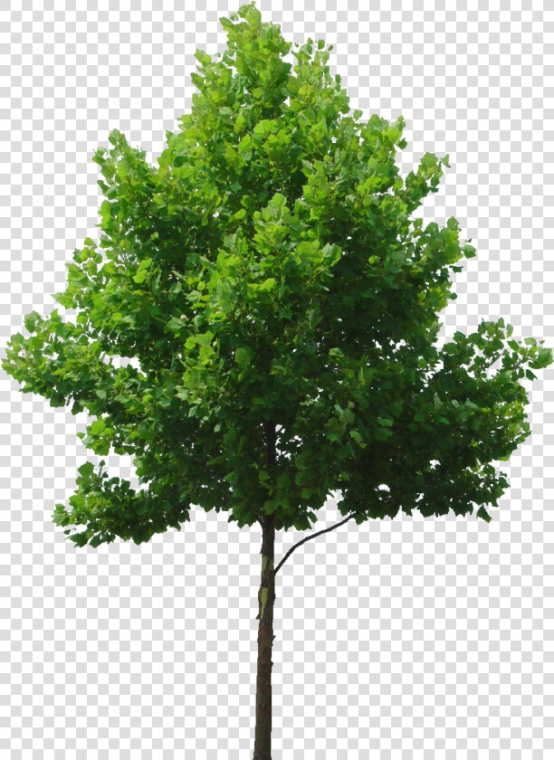 Transparent Shrubs Png   Tree High Resolution Png  Png DownloadTransparent PNG